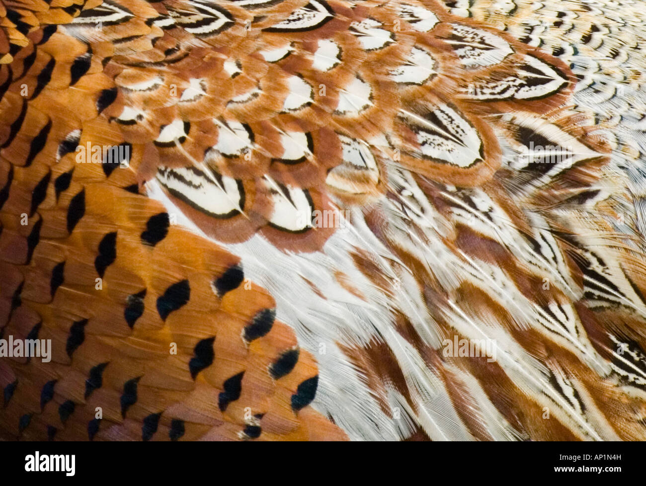 Pheasant showing feather detail Stock Photo