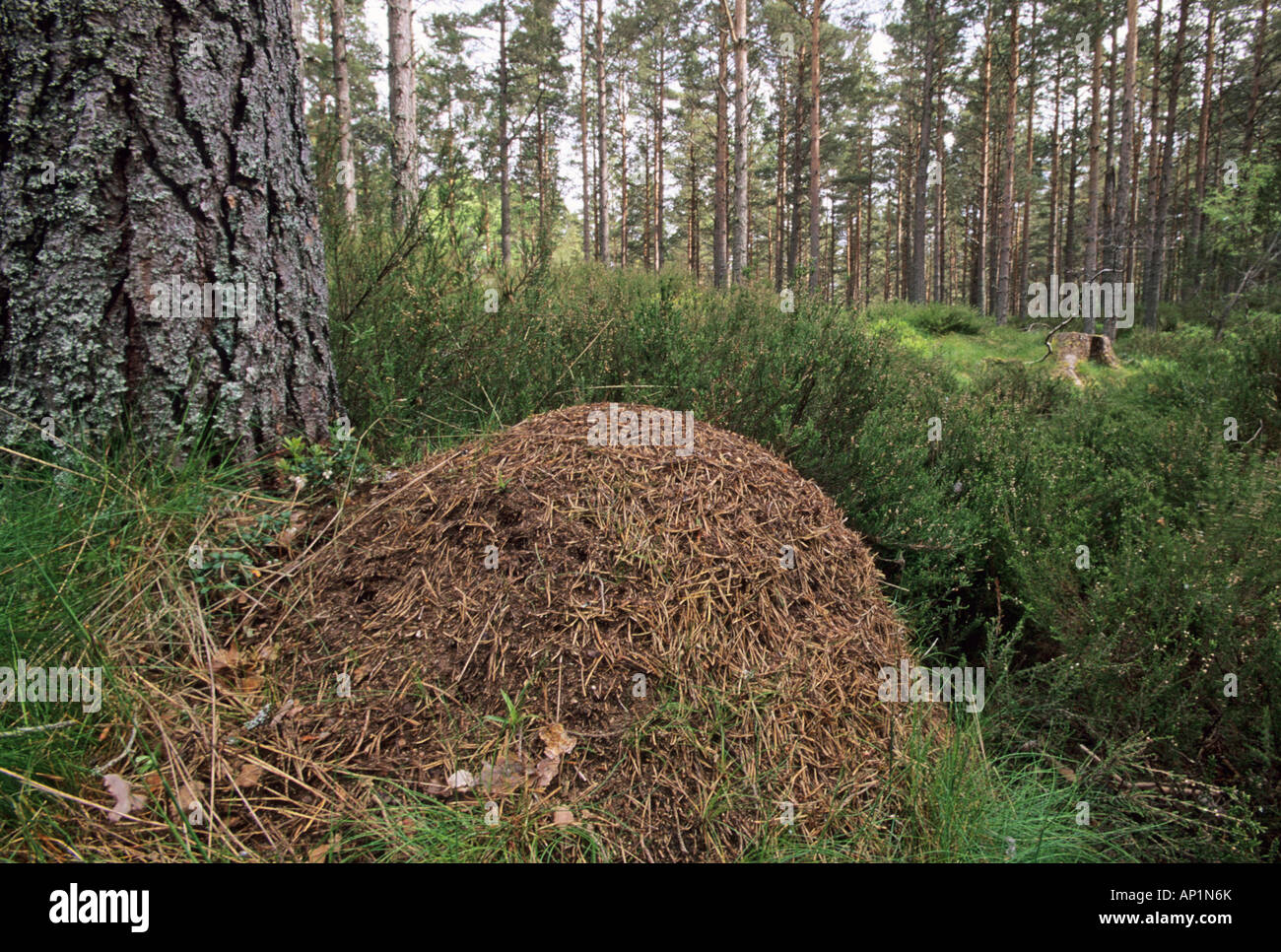 Wood Ants nest in forest Speyside Scotland Stock Photo Alamy