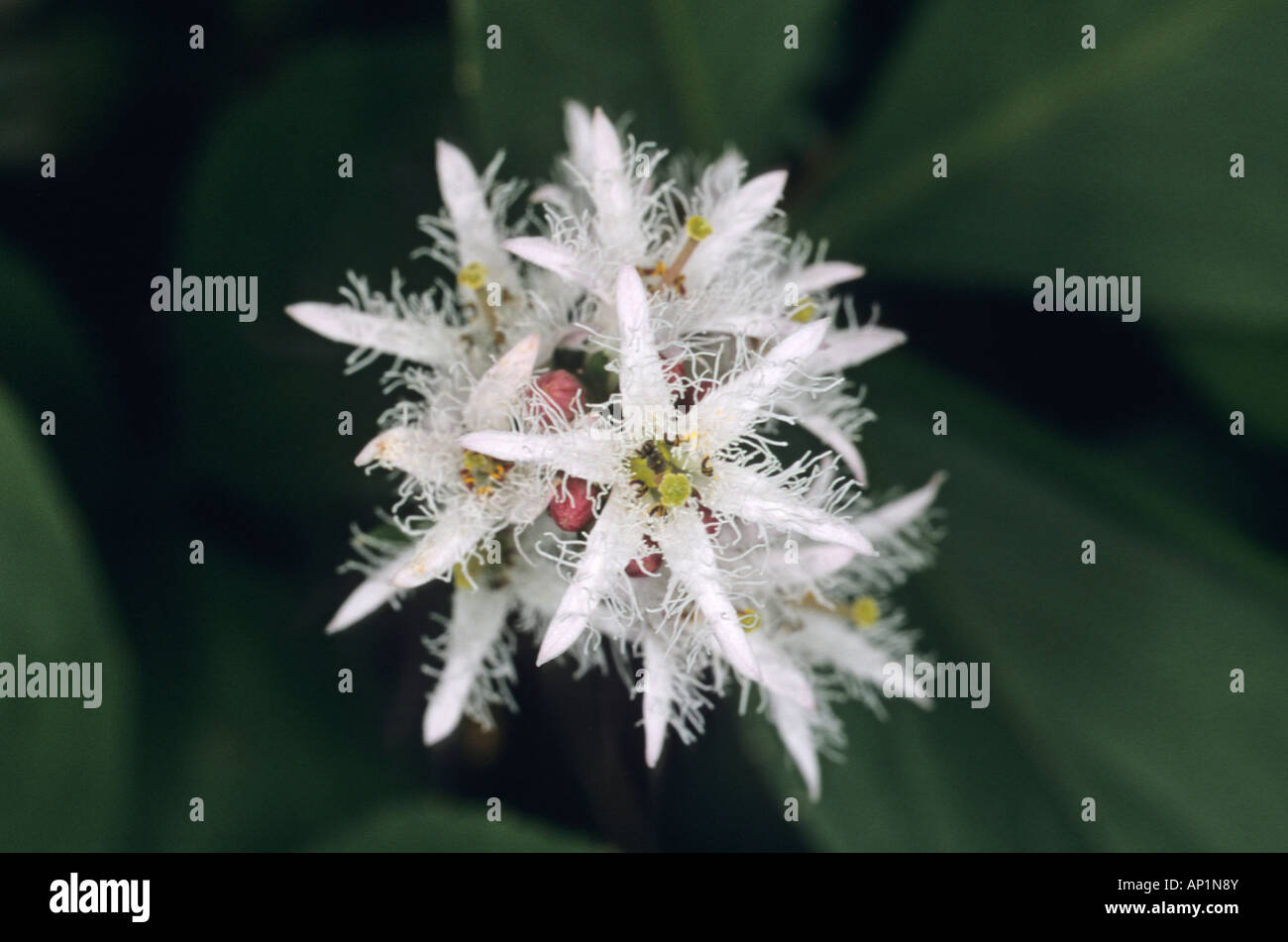 Close up of flower of Bogbean Stock Photo