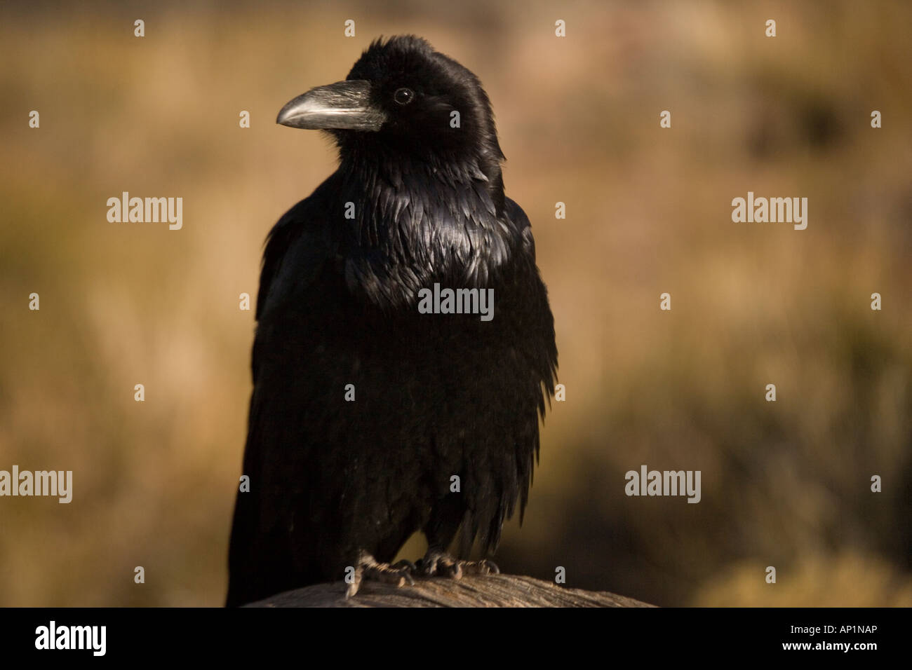 Raven Corvus corax perched Utah USA Stock Photo