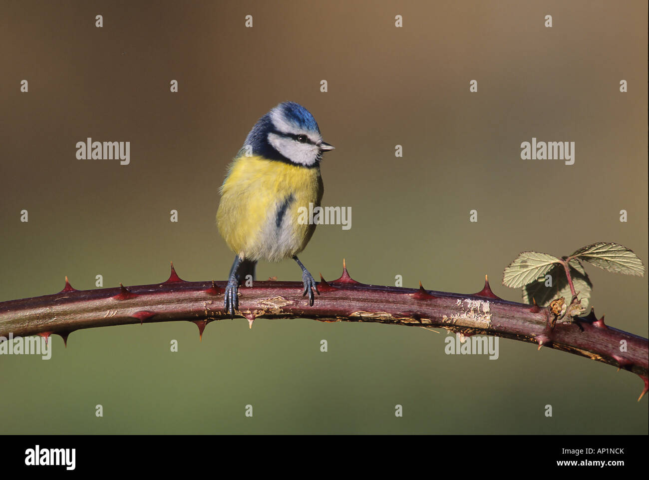 blue-tit-uk-winter-stock-photo-alamy