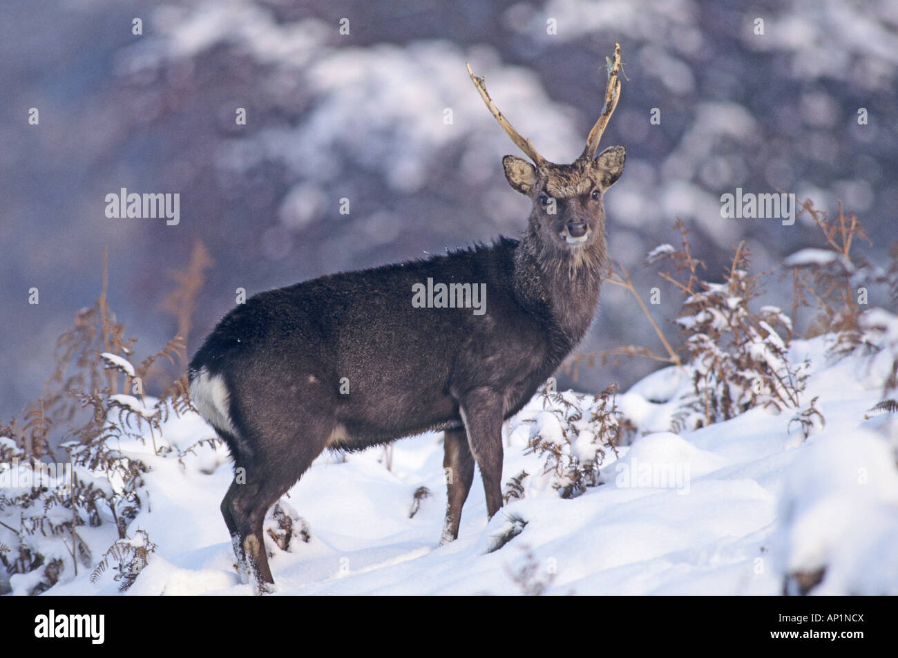 Sika stag in winter Kent UK Stock Photo