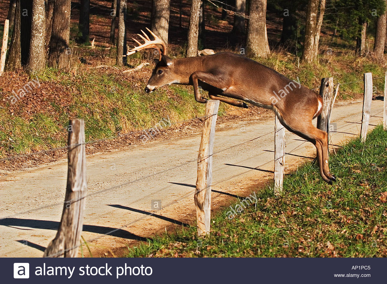 Deer Jumping Fence Stock Photos & Deer Jumping Fence Stock Images Alamy
