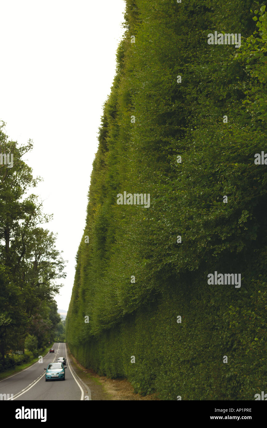 Meikleour Beech Hedge Tallest Hedge In The World Perthshire Scotland UK Stock Photo