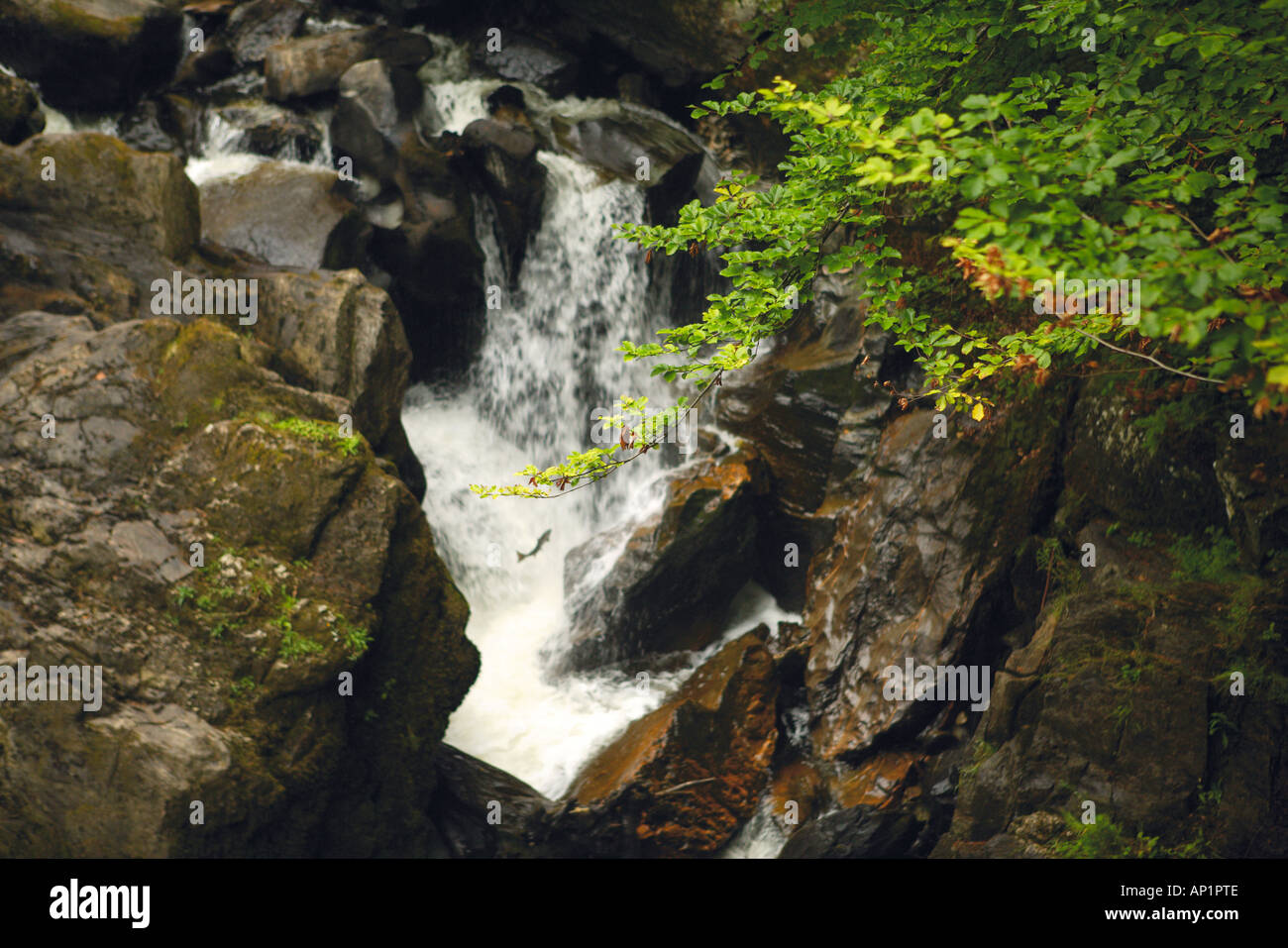 Salmon Leaping Up Black Linn Falls On The River Braan The Hermitage