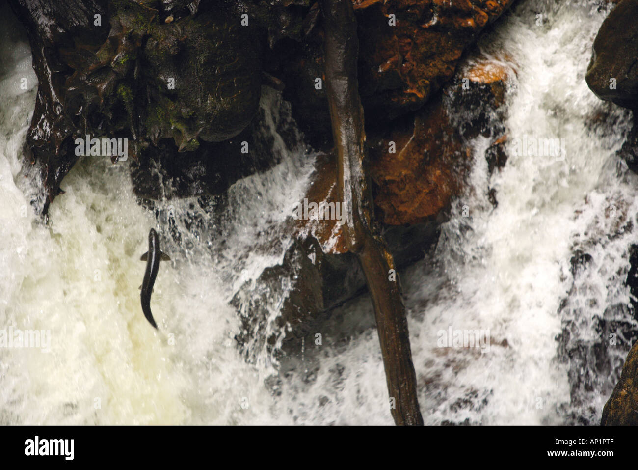 Leaping salmon perthshire hires stock photography and images Alamy