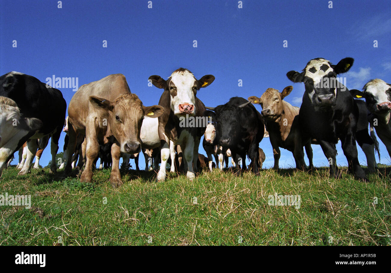 Beef cattle on summer pasture Dorset England UK GB EU Europe Stock Photo