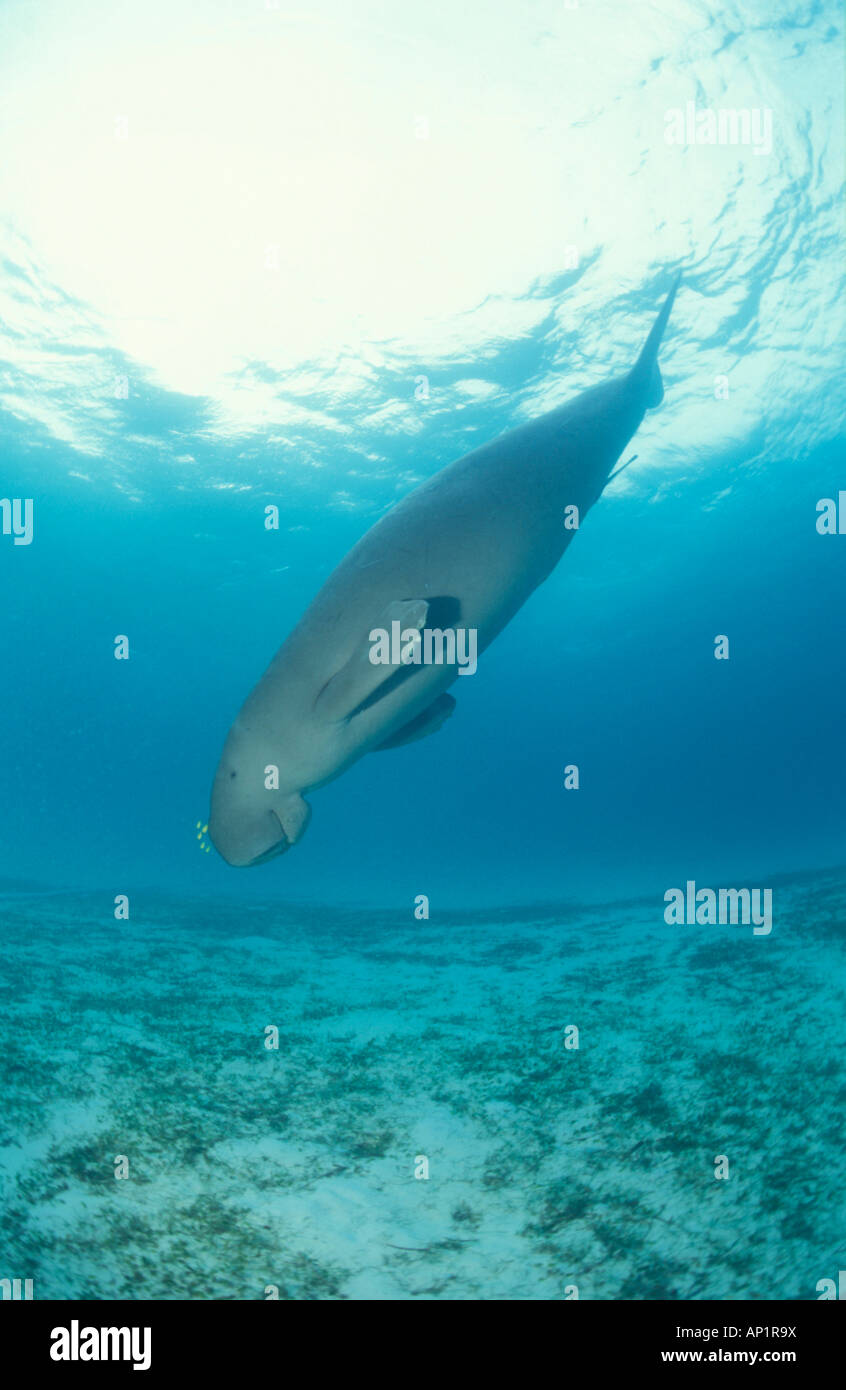 Indo-pacific Dugong (Dugong dugong), diving to feed on seagrass Stock Photo