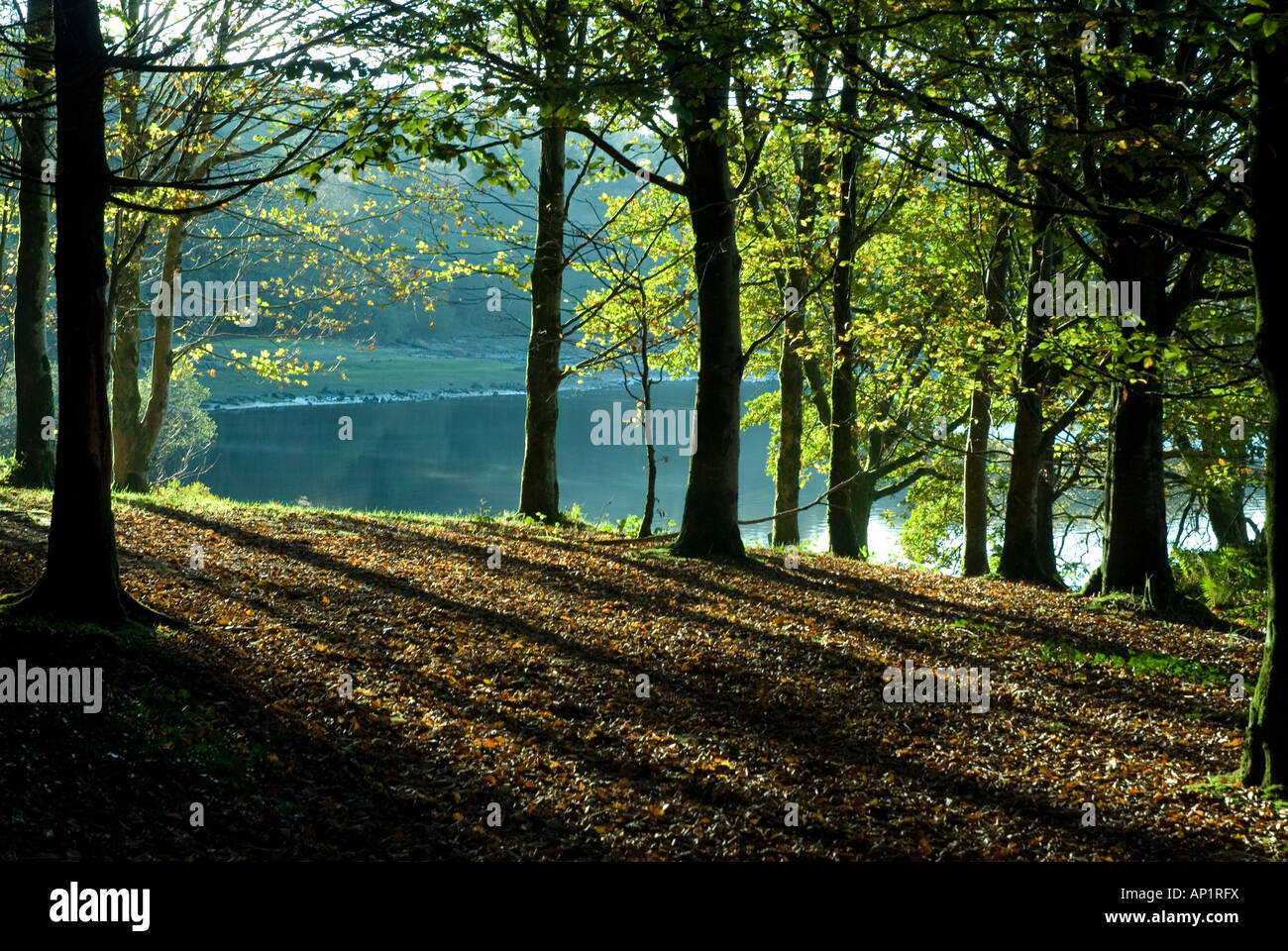 Autumn scene with trees by lake. Stock Photo