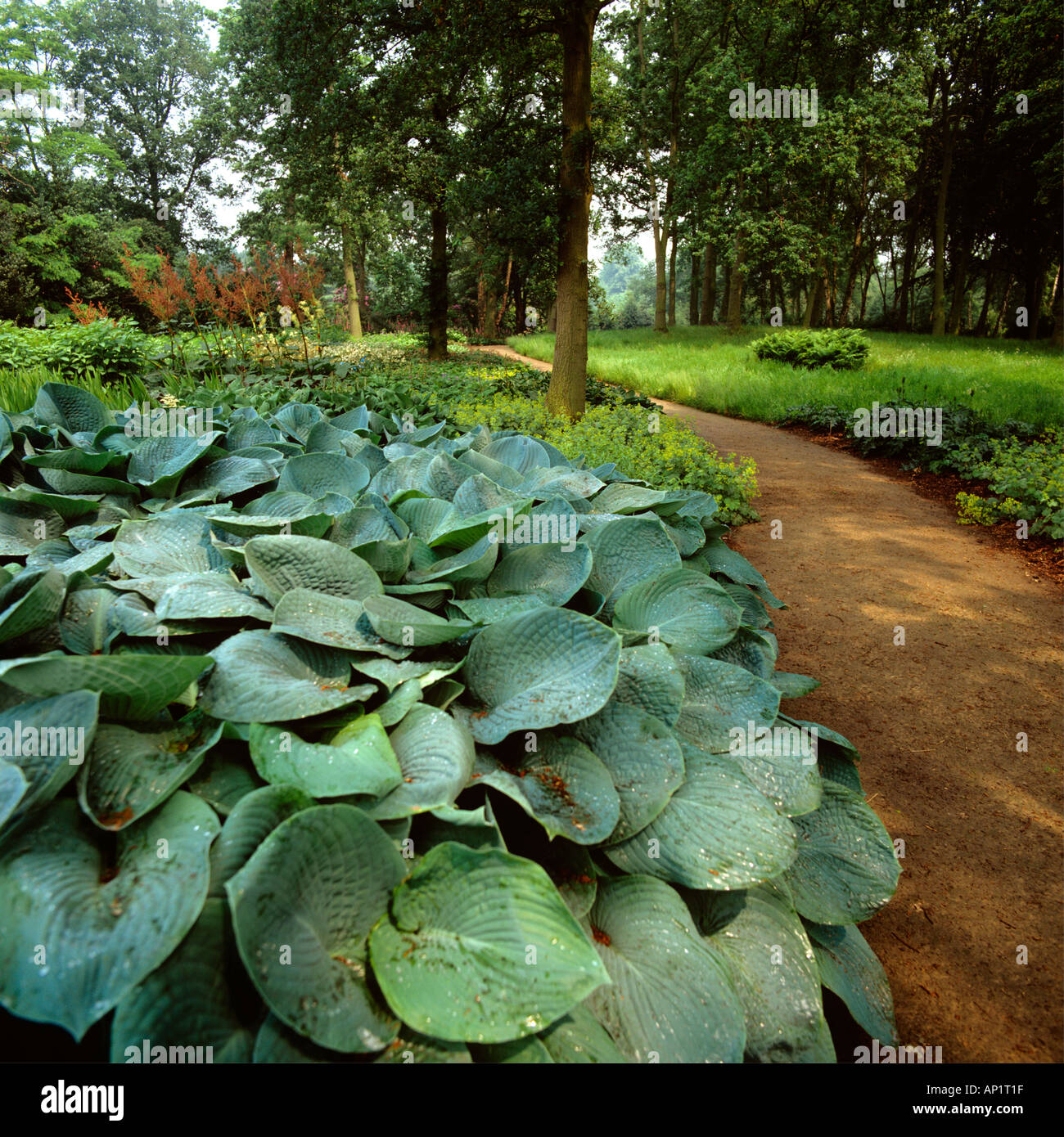 Cheshire Altrincham Dunham Massey House gardens hosta plants Stock