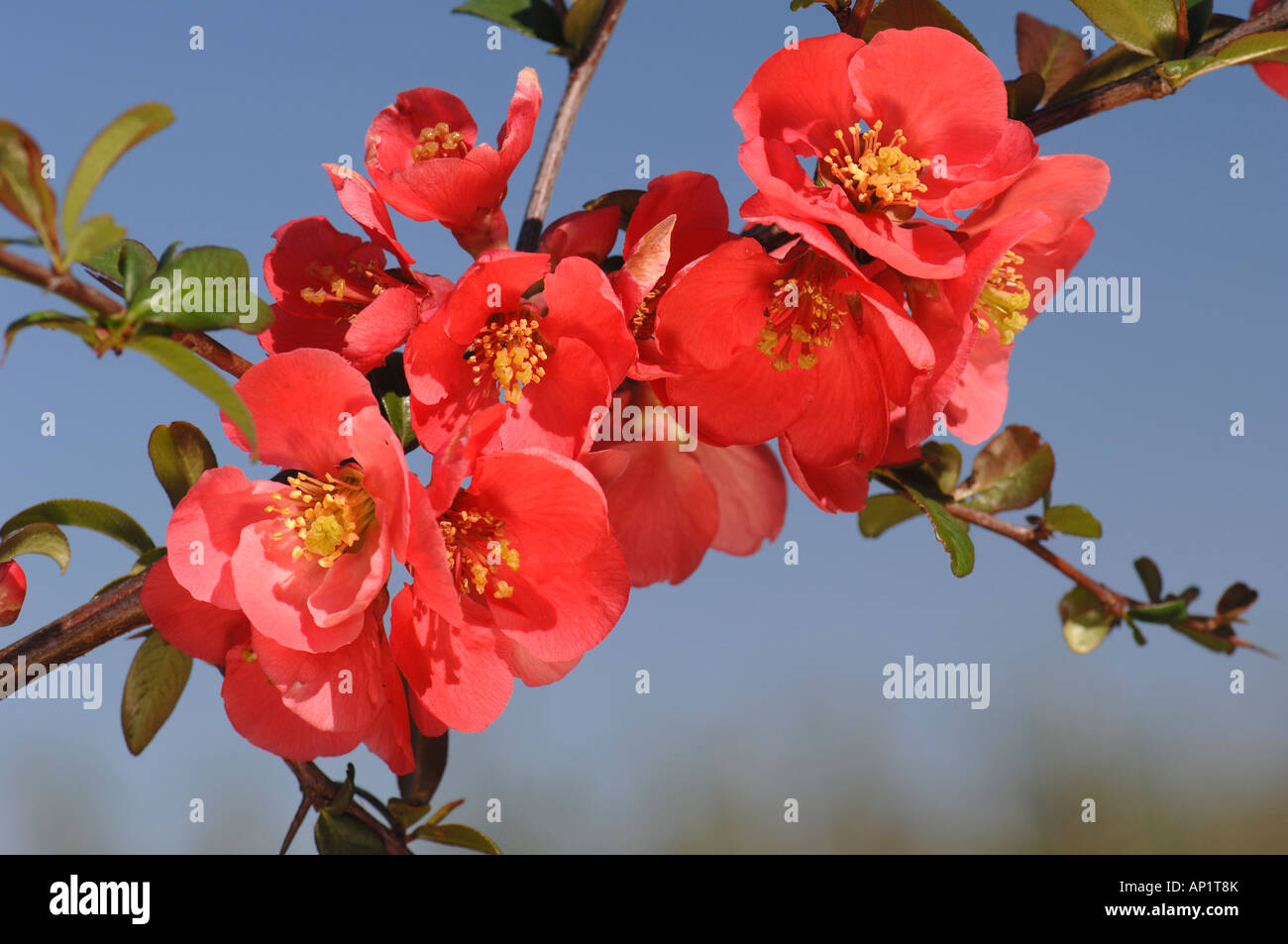 Flowering Quince, Japanese Quince, Japonica (Chaenomeles x superba