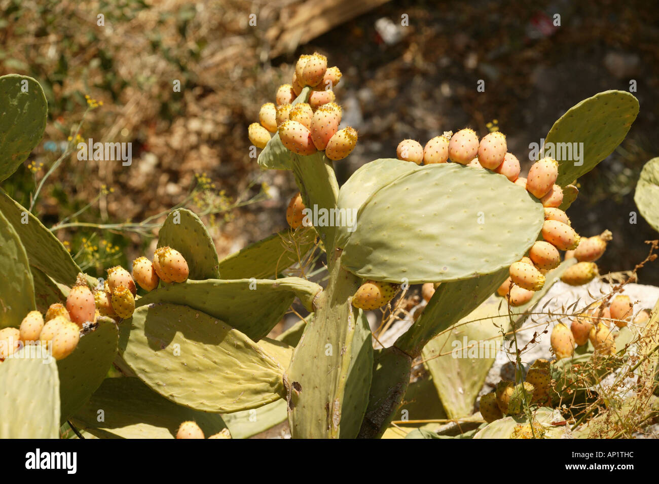 chumbera, prickly pear, Andalucia, plant, botanic, fruits, tuna, fig, tunal, plants perennial, chumbera, Spain Stock Photo
