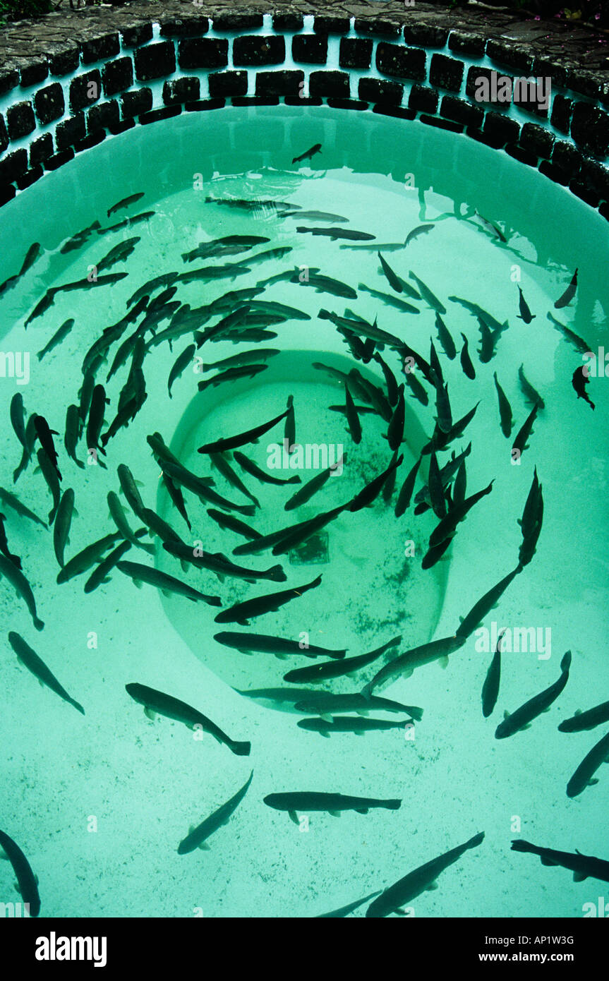 Going nowhere, trout swimming in the Trout Farm, Ribeiro Frio, Madeira