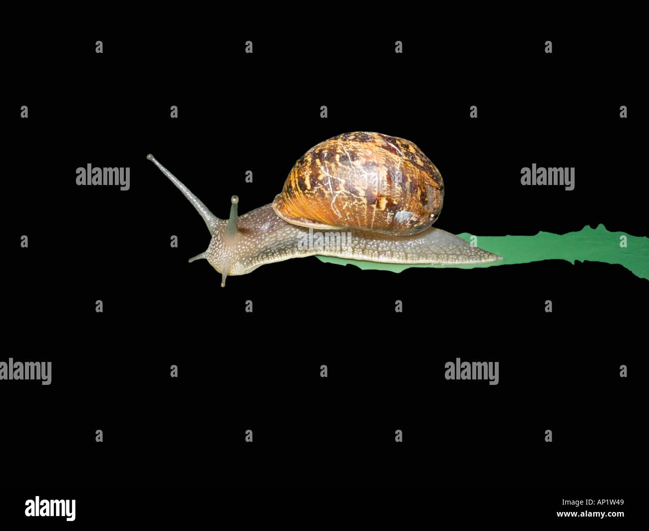 A Snail s Pace Stock Photo