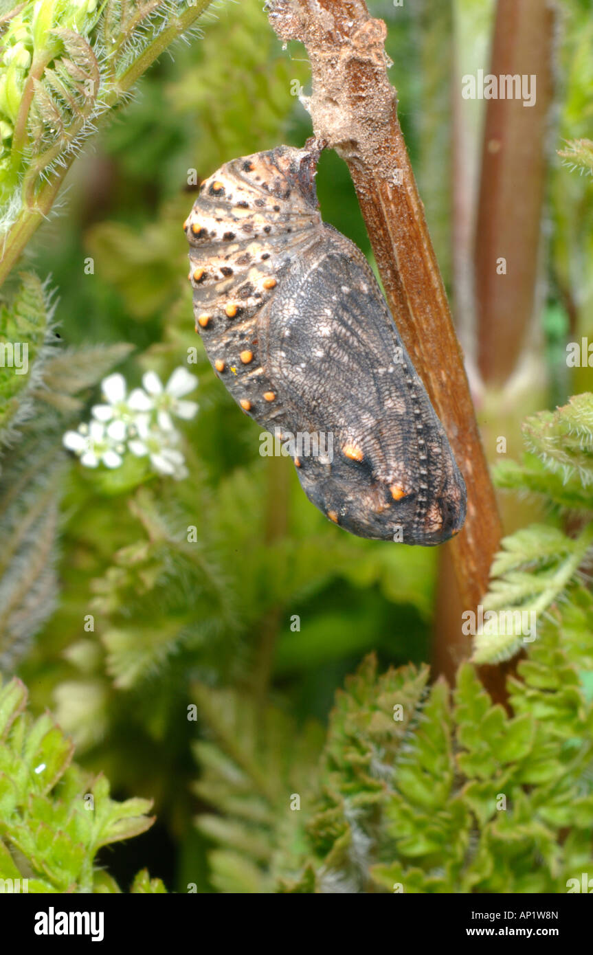 Glanville (Fritillary Melitaea) cinxia pupa Stock Photo