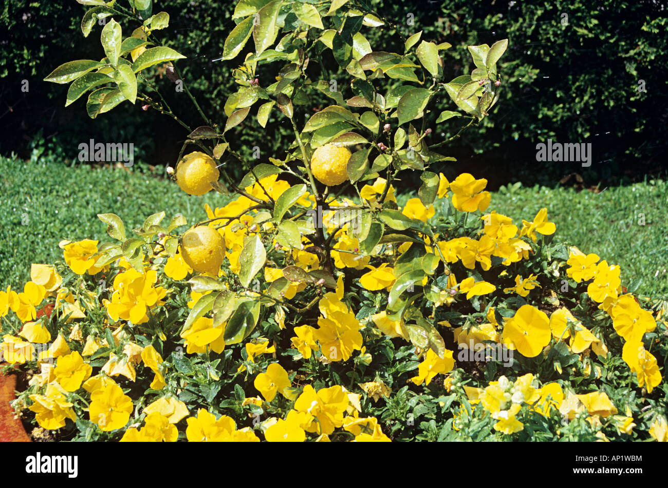 Lemons growing on a lemon tree, Sorrento, Campania, Italy Stock Photo