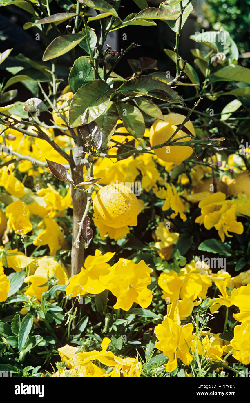 Lemons growing on a lemon tree, Sorrento, Campania, Italy Stock Photo