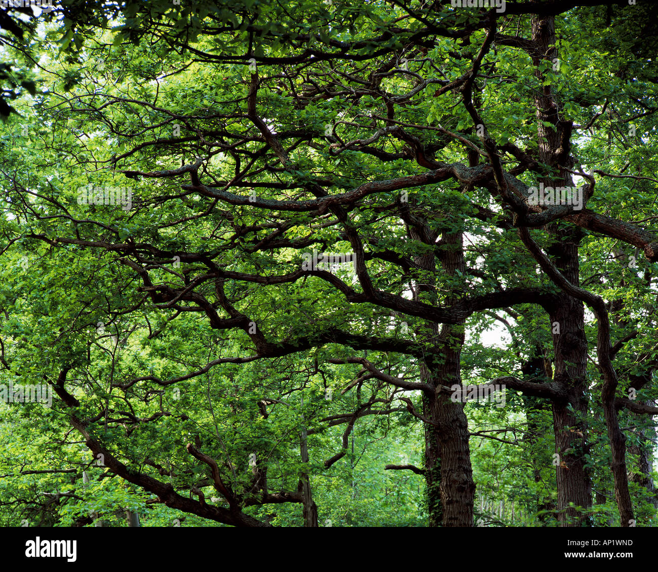 klowes kent Clowes woods kent hi-res stock photography and images