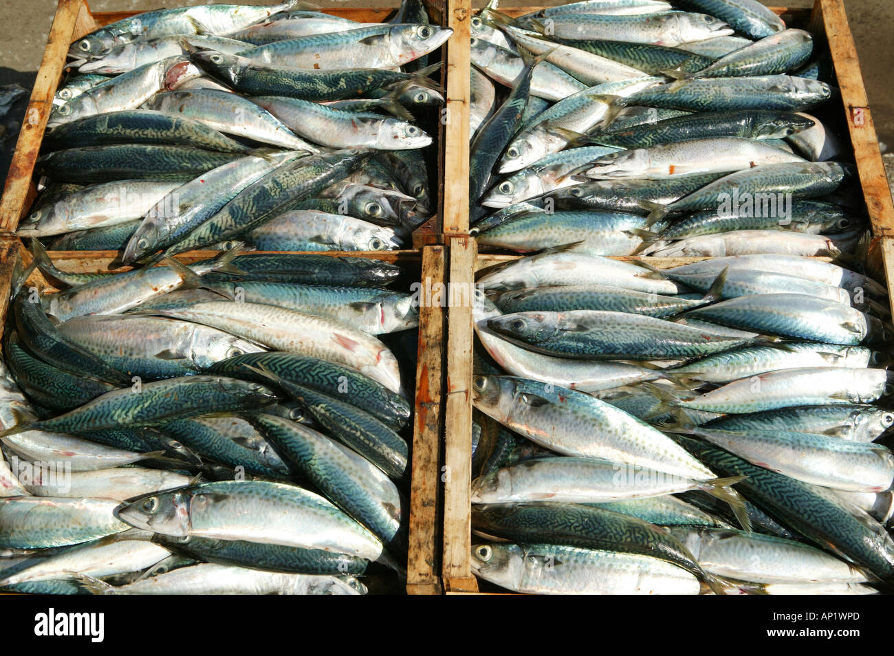 mackerel, fishing, warehouse, manufacture Stock Photo