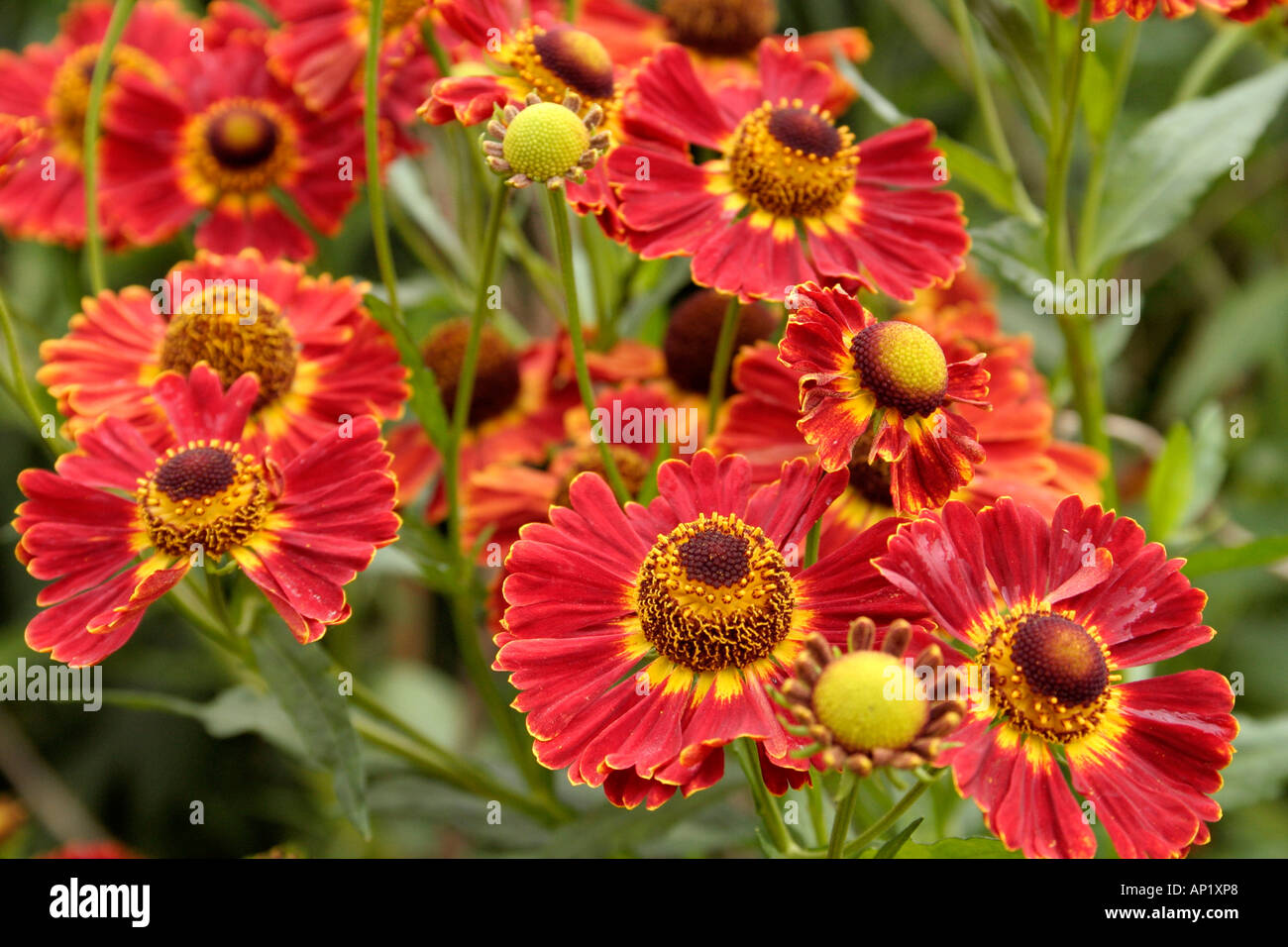 Helenium Königstiger growing as part of the national helenium collection at Holbrook garden in Devon UK Stock Photo