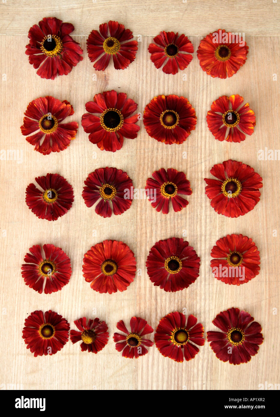 Red Heleniums from the UK national collection Stock Photo