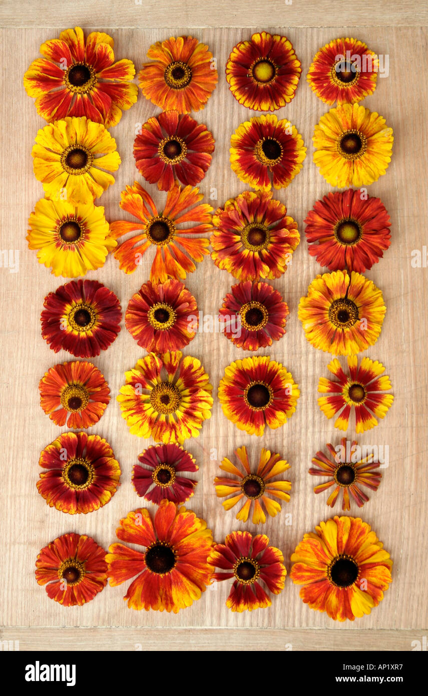 Heleniums in the UK national collection held at Holbrook Garden Devon Stock Photo