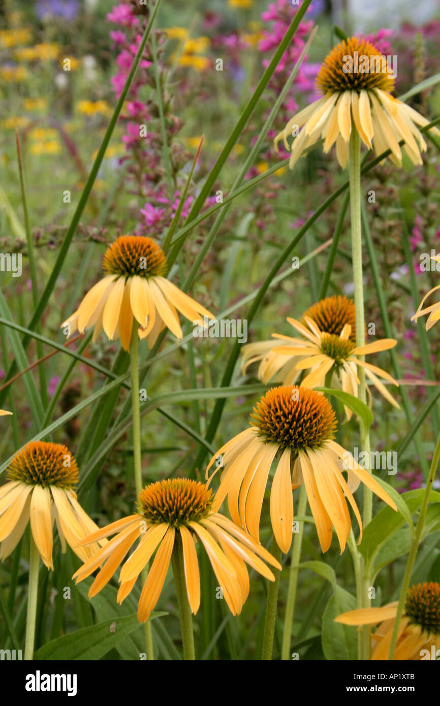 Echinacea Harvest Moon at Sampford Shrubs in Devon during August Stock