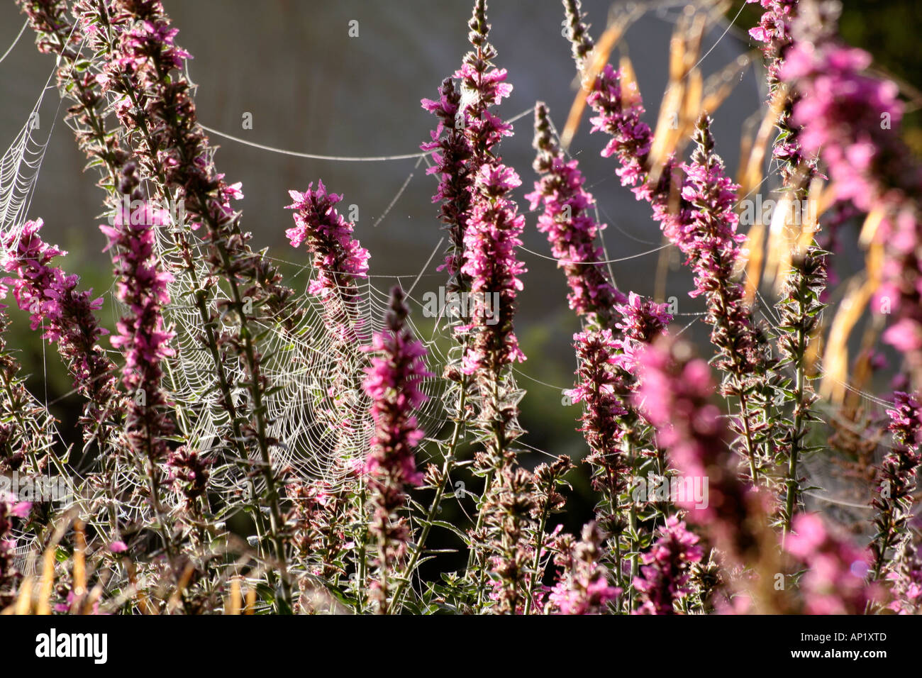 Early morning light catches the dew on cobwebs strung up between the flower spikes of Lythrum The Rocket Stock Photo