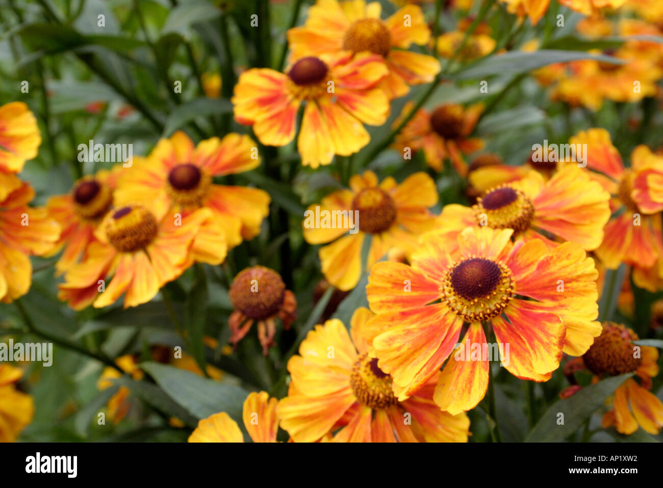 Helenium Flammenrad flowering in Holbrook Garden UK as part of the National Collection of Heleniums Stock Photo