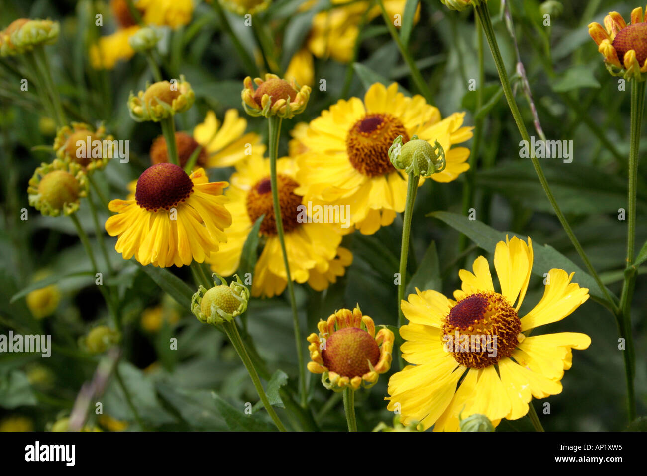 Helenium Riverton Beauty growing as part of the UK national collection at Holbrook Garden in Devon Stock Photo