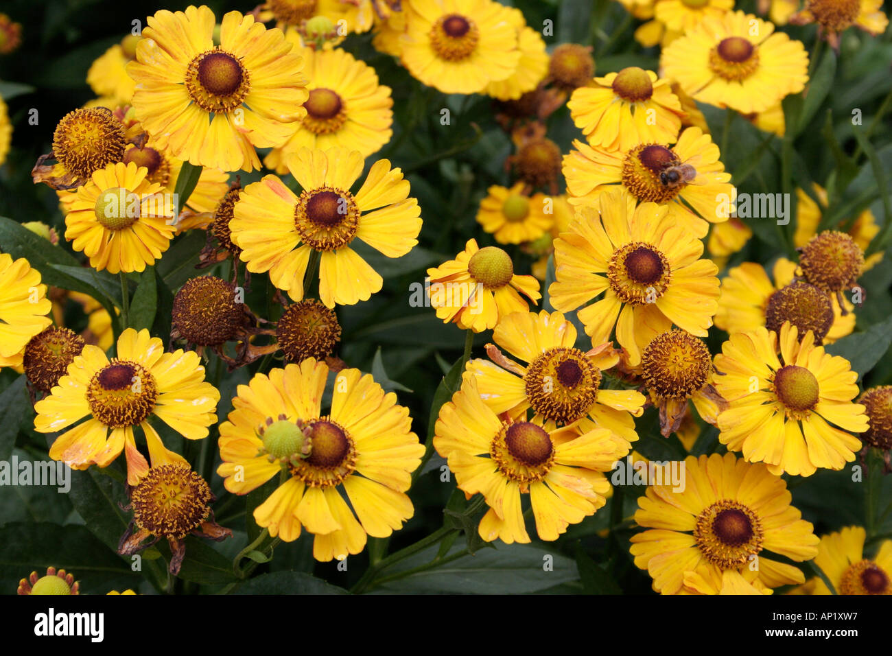 Helenium Goldrausch growing as part of the UK national collection at Holbrook garden in Devon Stock Photo