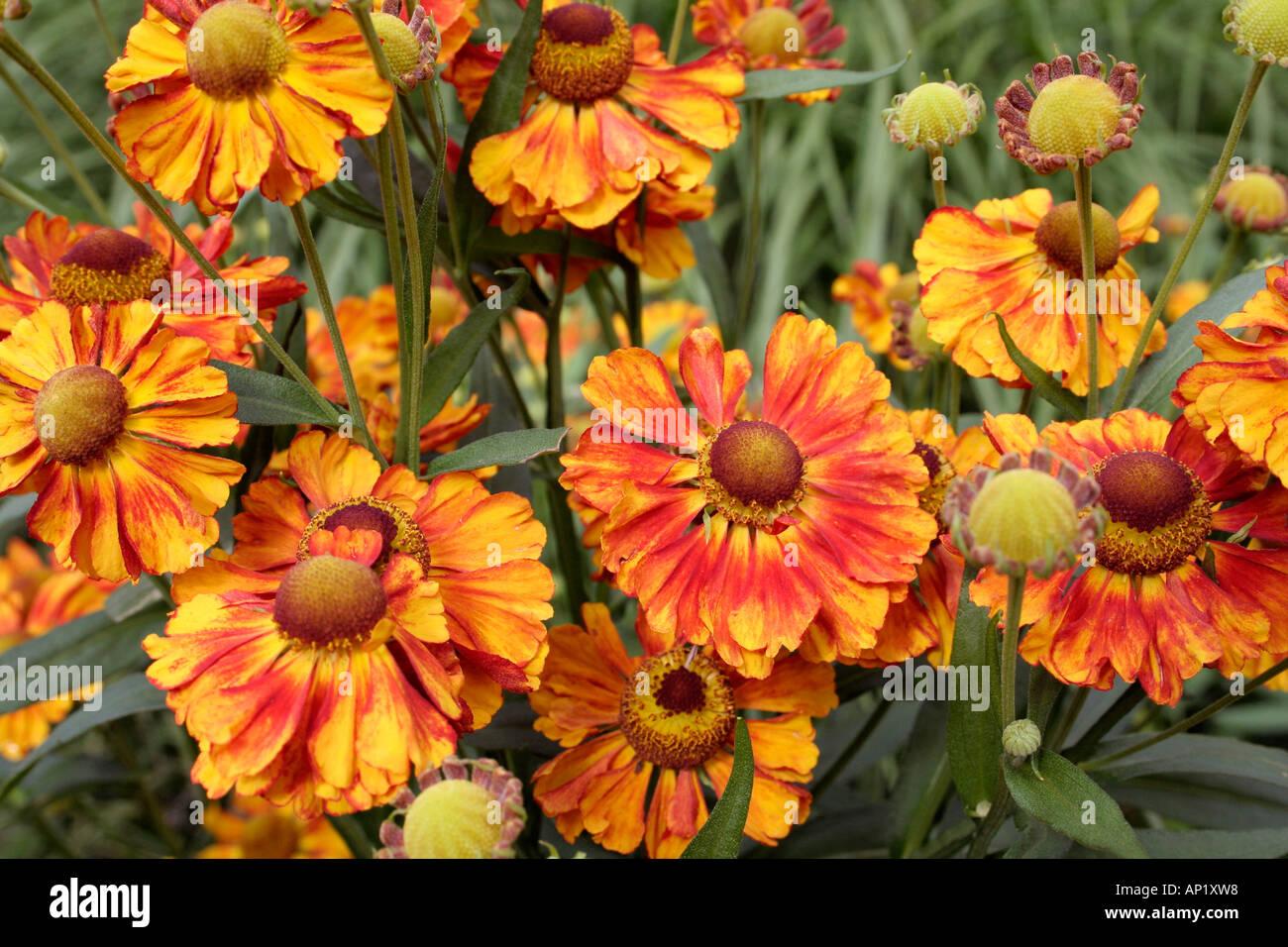 Helenium Ragamuffin a new introduction Stock Photo
