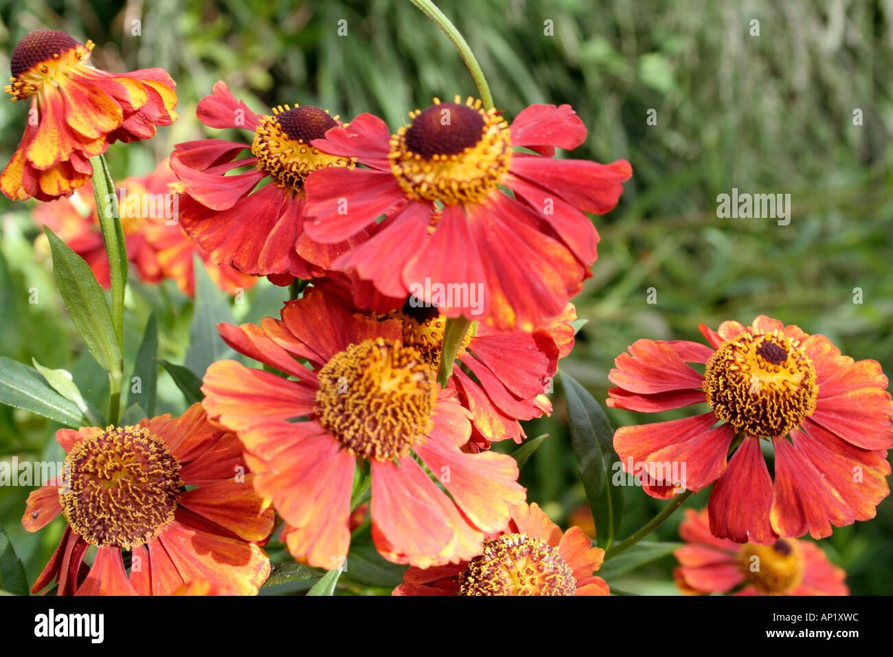 Helenium Flammendes Kätchen growing in the UK national collection at Holbrook Garden in Devon Stock Photo