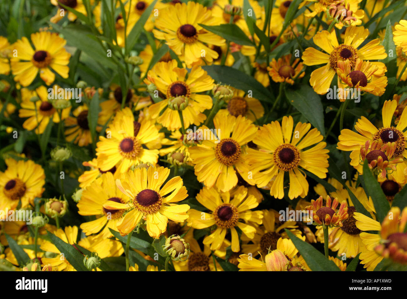 Helenium Two Faced Fan an introduction from Inez Arnold Stock Photo