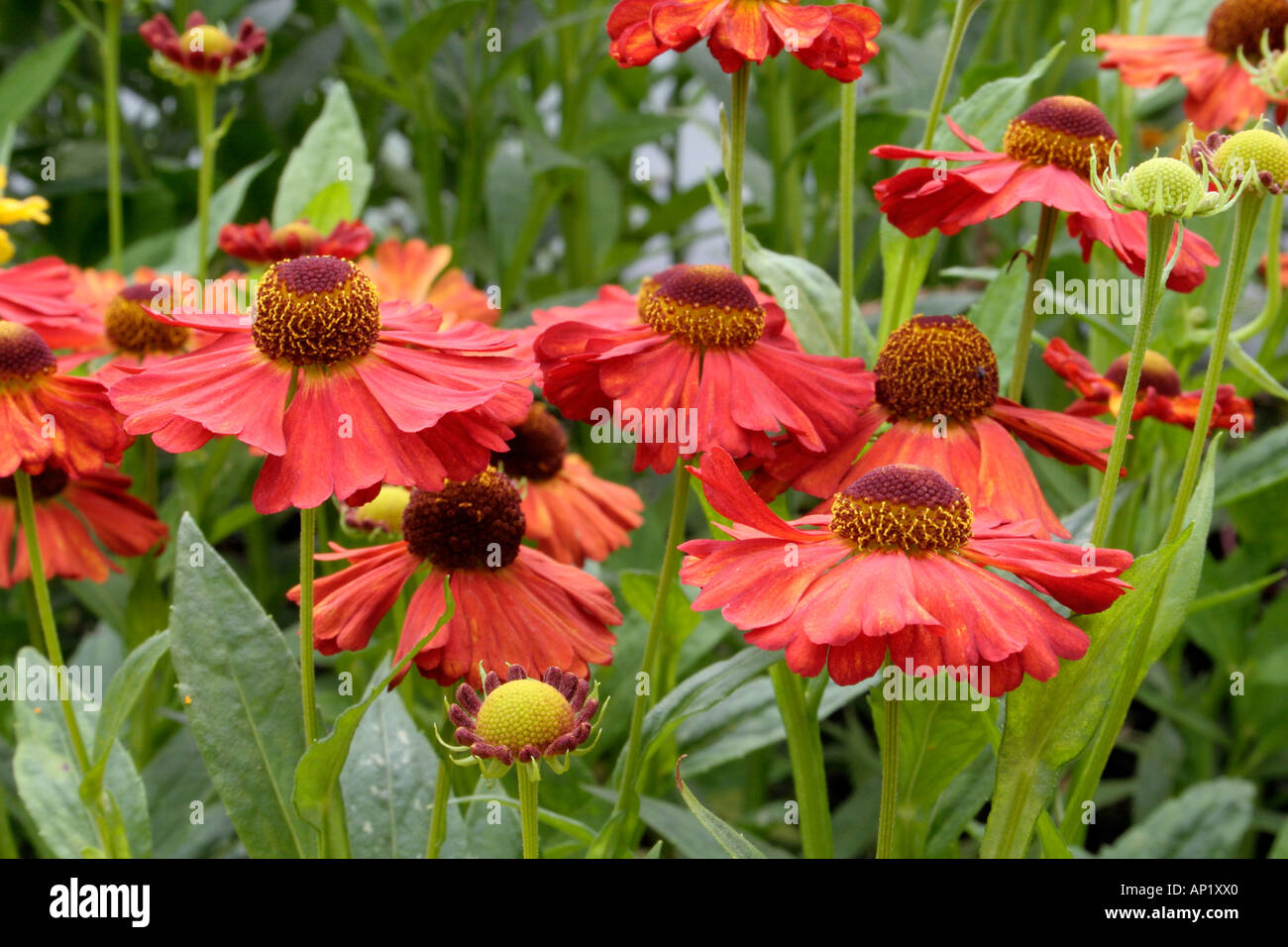Helenium Karneol growing in Holbrook Garden as part of the UK National collection Stock Photo