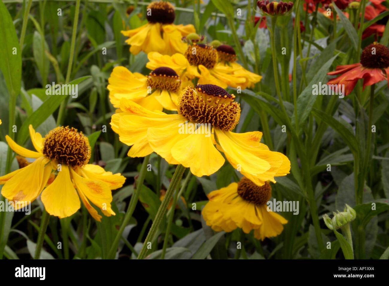 Helenium El Dorado a new introduction growing in the UK national collection at Holbrook Garden in Devon Stock Photo