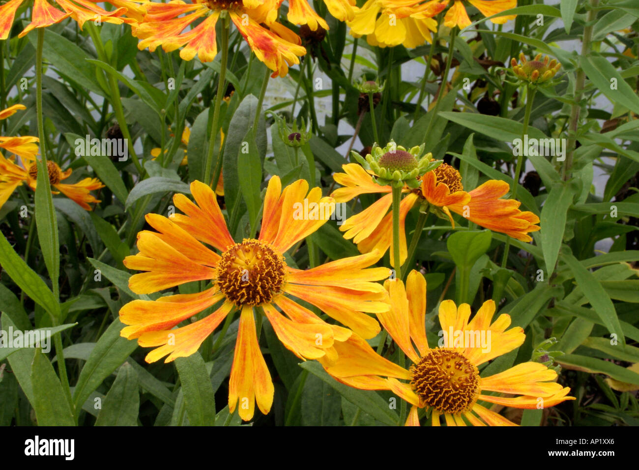 Helenium Waldtraut growing in the UK national collection at Holbrook Garden Devon Stock Photo