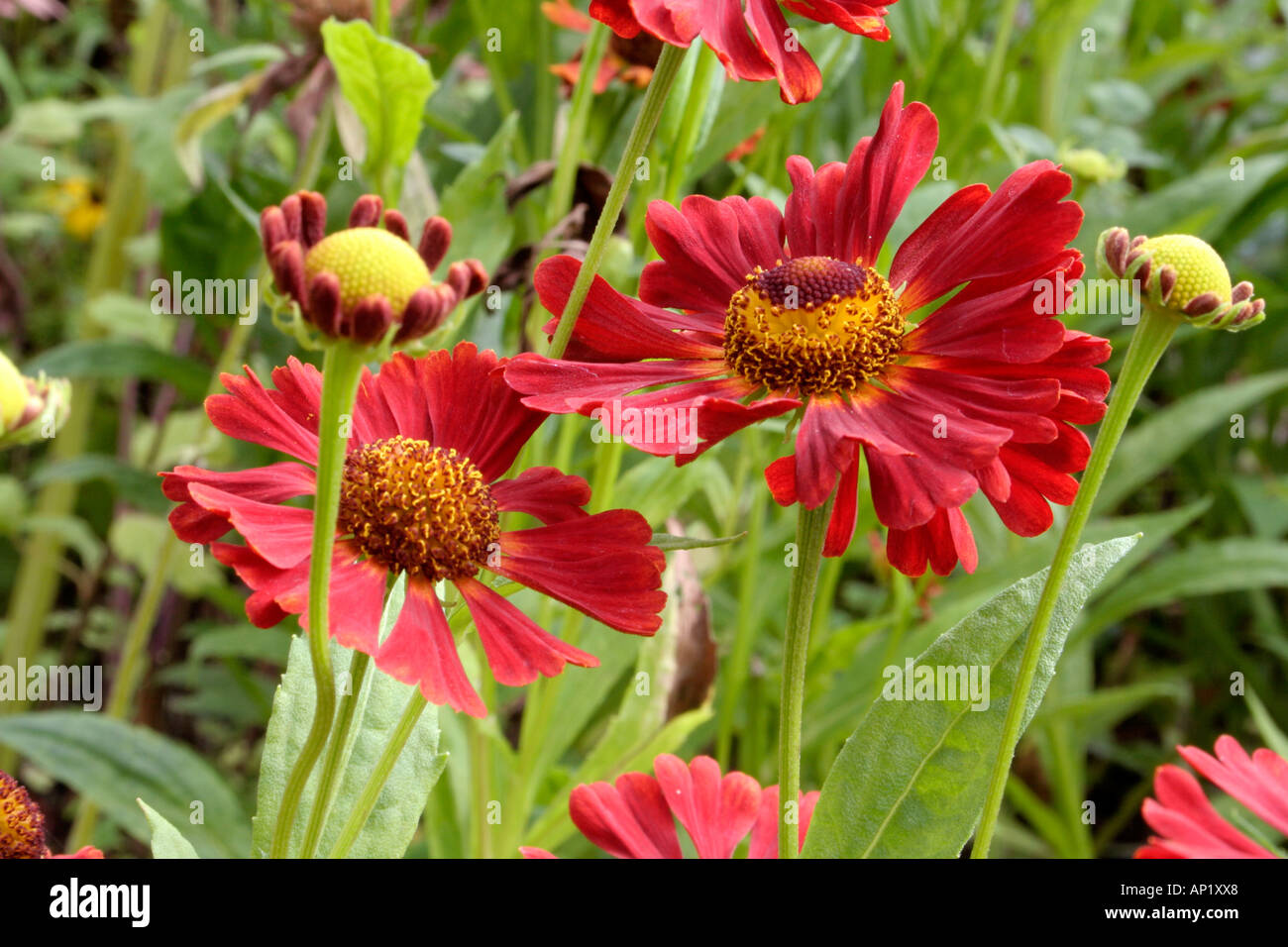 Helenium Dunkel Pracht growing in the UK national collection at Holbrook Garden in Devon Stock Photo