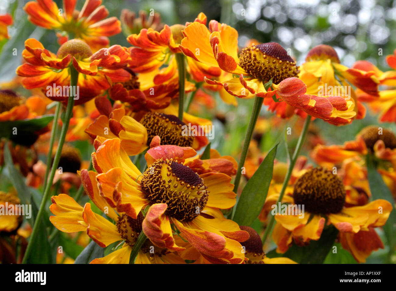 Helenium Rauchtopas a new introduction growing in the UK national collection at Holbrook Garden Devon Stock Photo