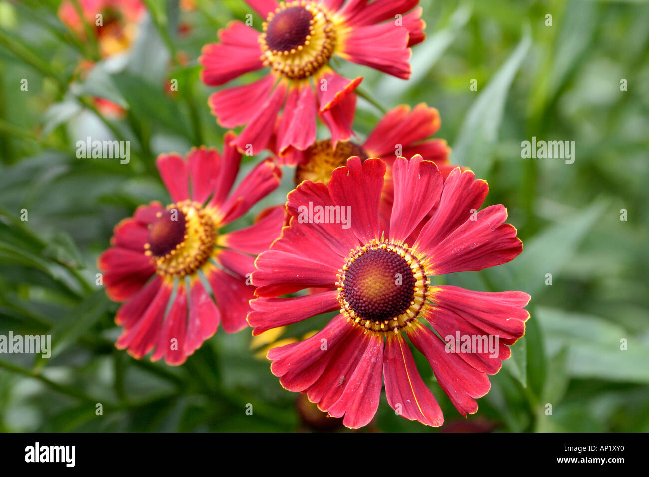 Helenium Dauerbrenner growing in the UK national collection at Holbrook Garden Devon Stock Photo