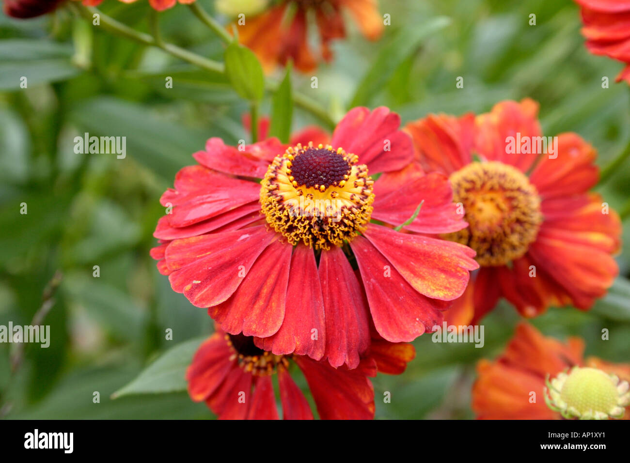 Helenium Flammendes Kätchen growing in the UK national collection at Holbrook Garden in Devon Stock Photo
