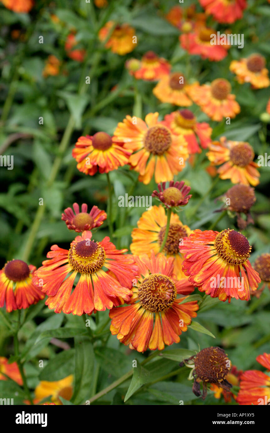 Helenium Chipperfield Orange growing in the UK national collection at Holbrook Garden in Devon Stock Photo