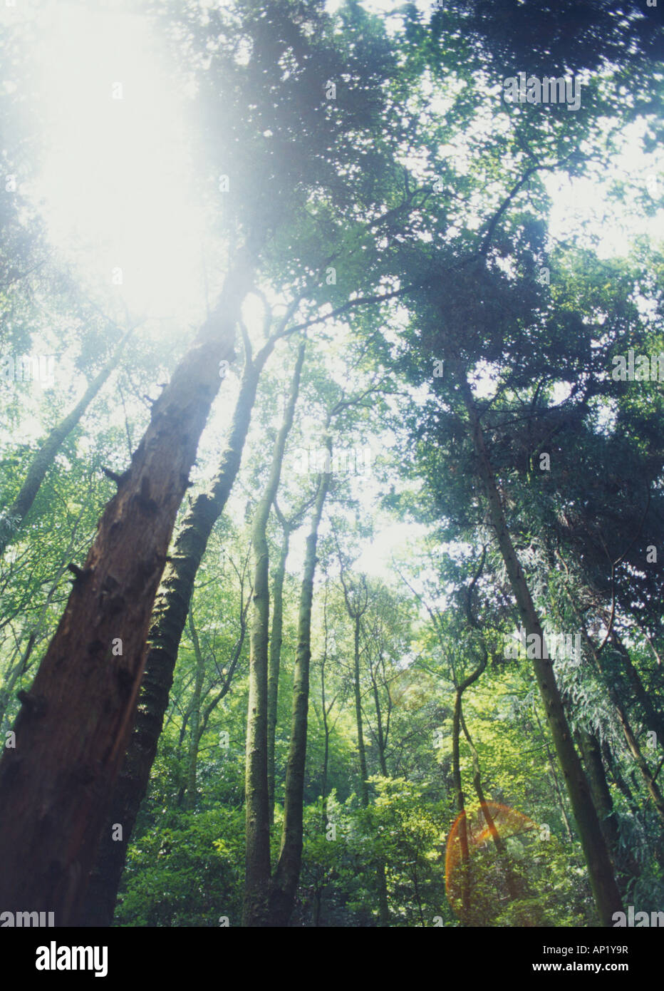 Shining through tall trees hi-res stock photography and images - Alamy