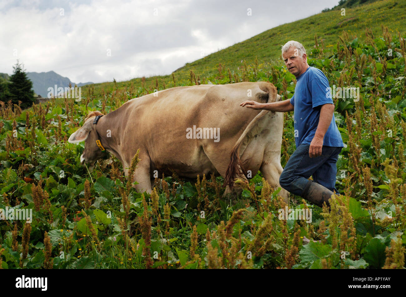 Driving a cow to a higher pasture in search of better quality grass. Stock Photo