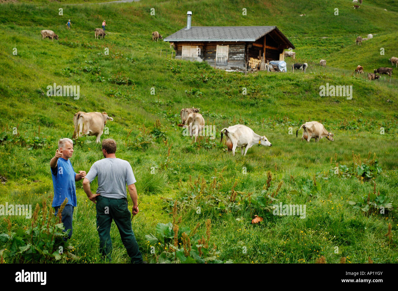 Farmers in discussion whilst driving cows to higher pasture and better quality grass. Stock Photo