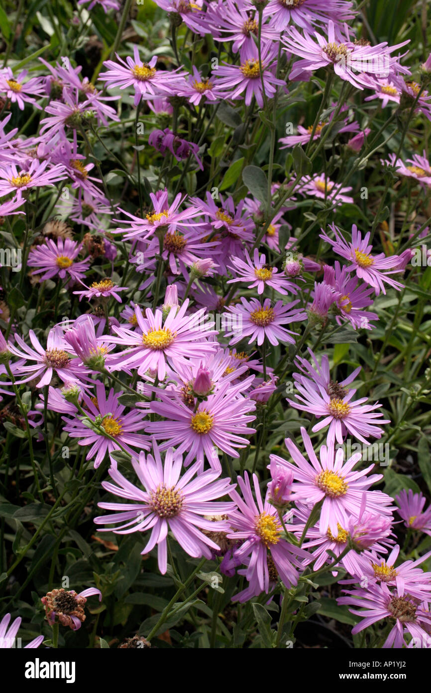 Asteramellus Lady Hindlip a mildew free aster which flowers in late summer and autumn Stock Photo