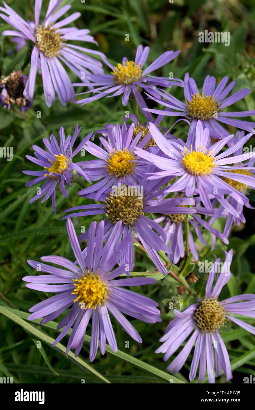Asteramellus King George is mildew free and blooms during late August and September Stock Photo
