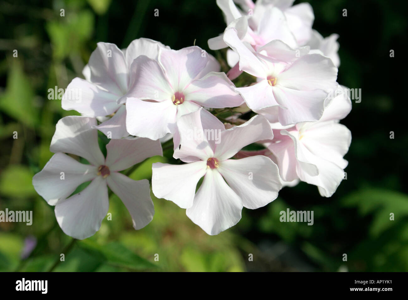 Phlox paniculata Utopia is a fragrant late season variety from Coen Jansen which is at its best during August Stock Photo