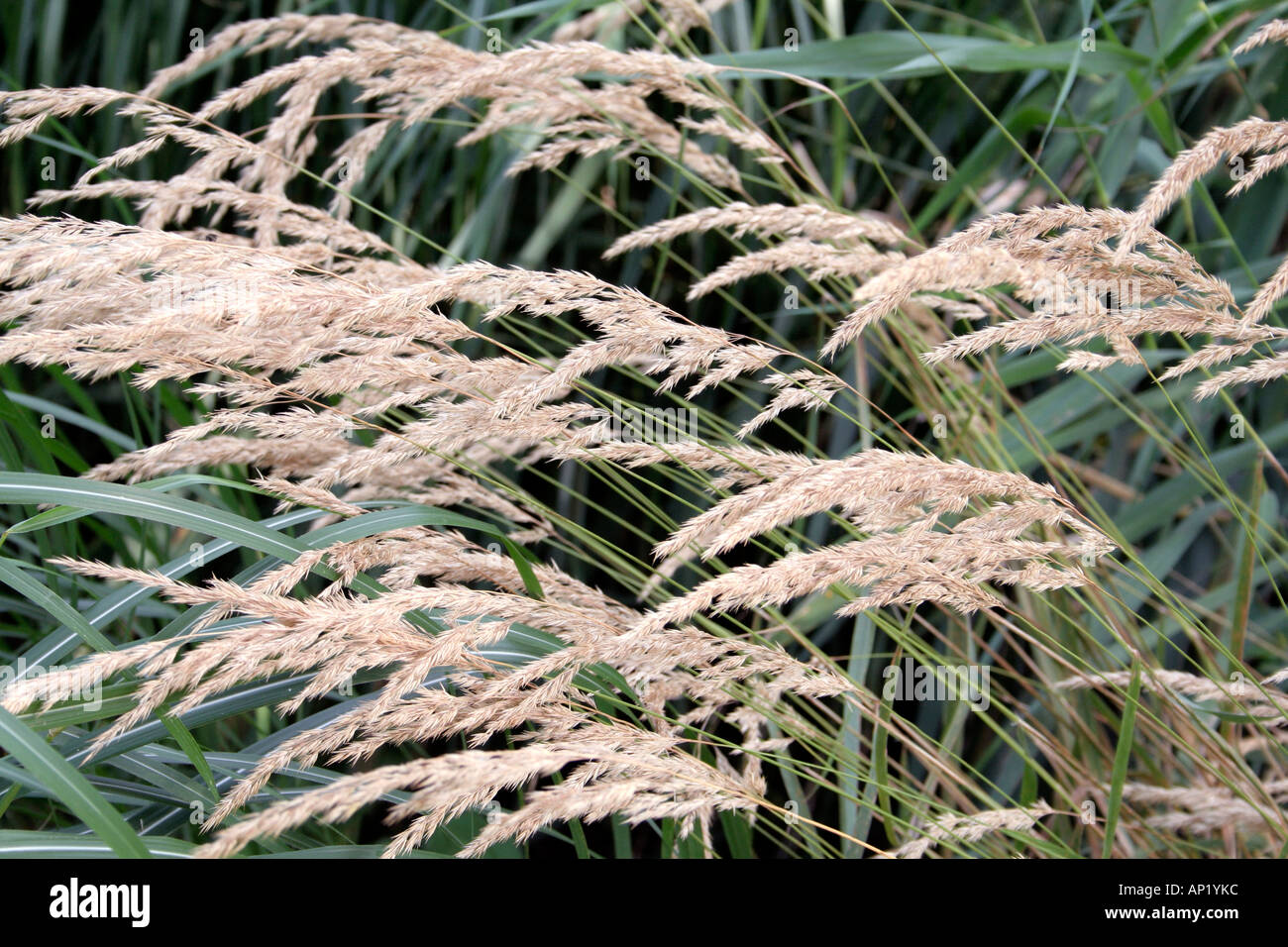 The little known grass Calamagrostis varia Stock Photo