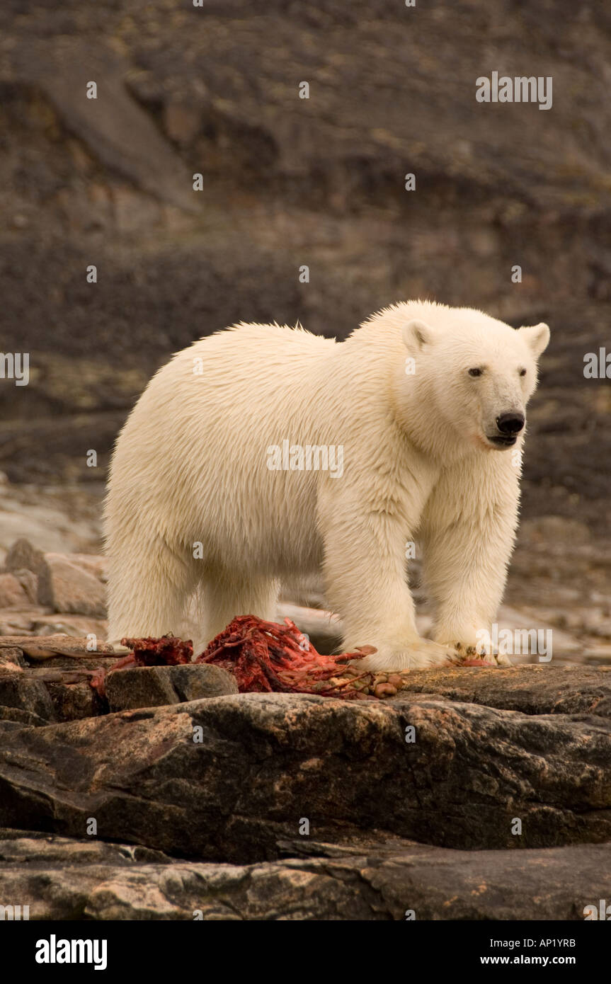 Polar Bear feeding on a seal carcass Labrador Canada Stock Photo